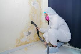 Mold Odor Removal Services in Ferndale, WA